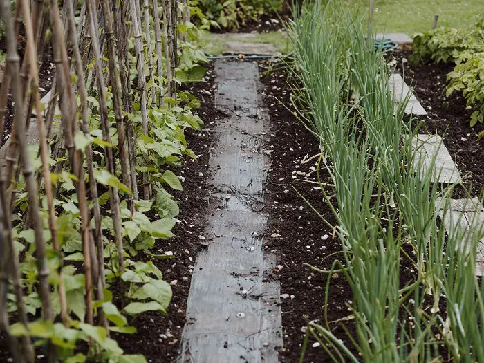 comment placer les légumes dans le potager