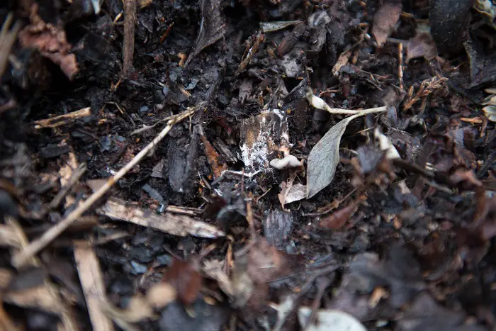 ameliorer la qualite d un sol argileux avec du compost