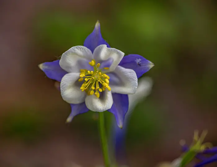 ancolie aux petales violets et blancs