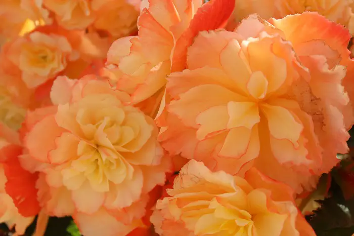 comment entretenir le begonia solenia