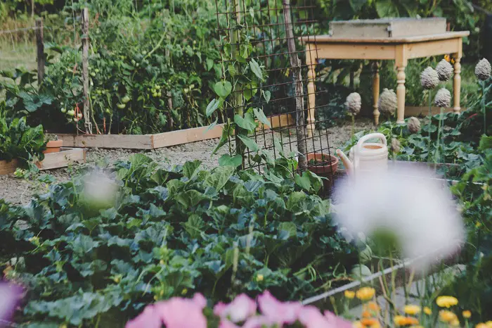 comment planter des fleurs dans son potager