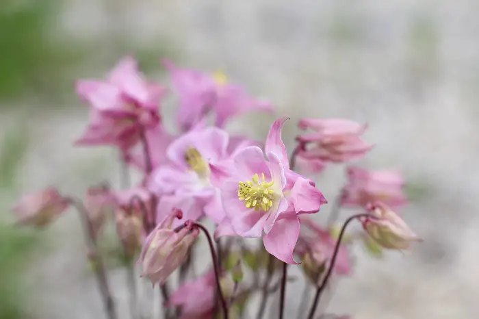 comment semer les ancolies dans son jardin