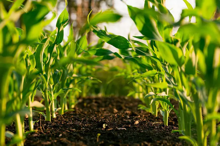 faire son premier potager dans le jardin