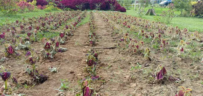 labourer le sol pour nourrir le jardin avec les anciennes cultures