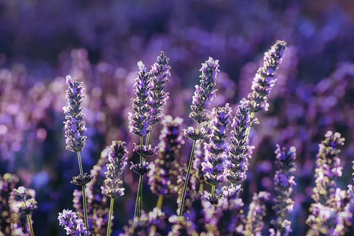 lavande fleur qui repousse la mouche de la carotte