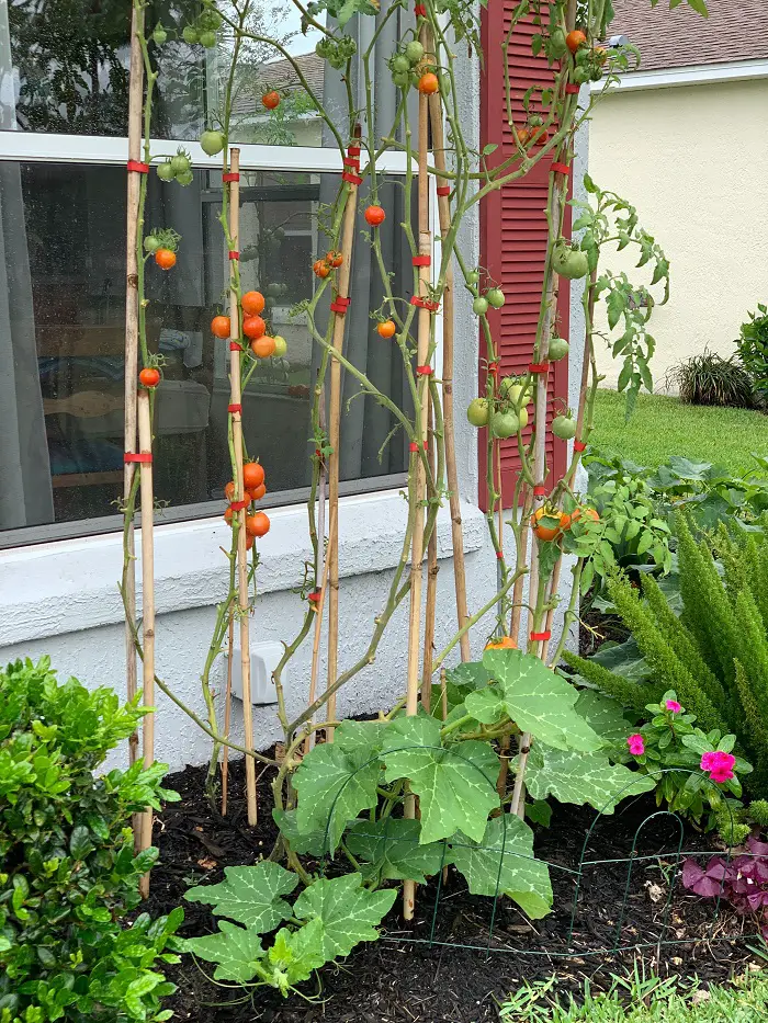 pensez a la rotation des cultures dans le potager