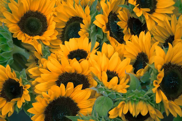 planter des tournesols dans le potager