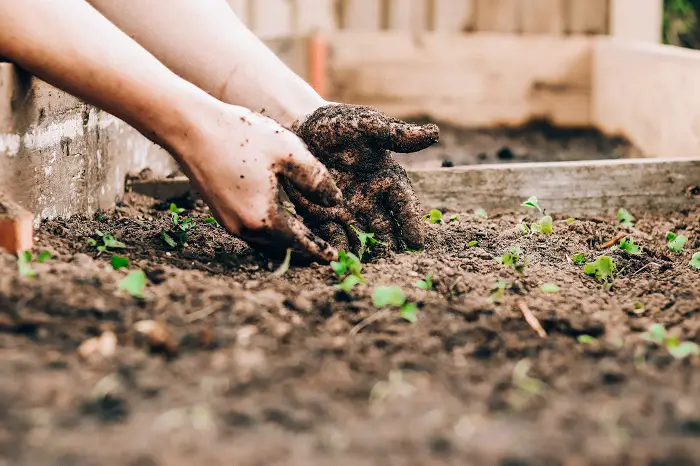 preparer la terre du jardin pour un potager