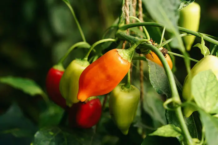 prioriser les legumes a planter dans le potager dans votre planning