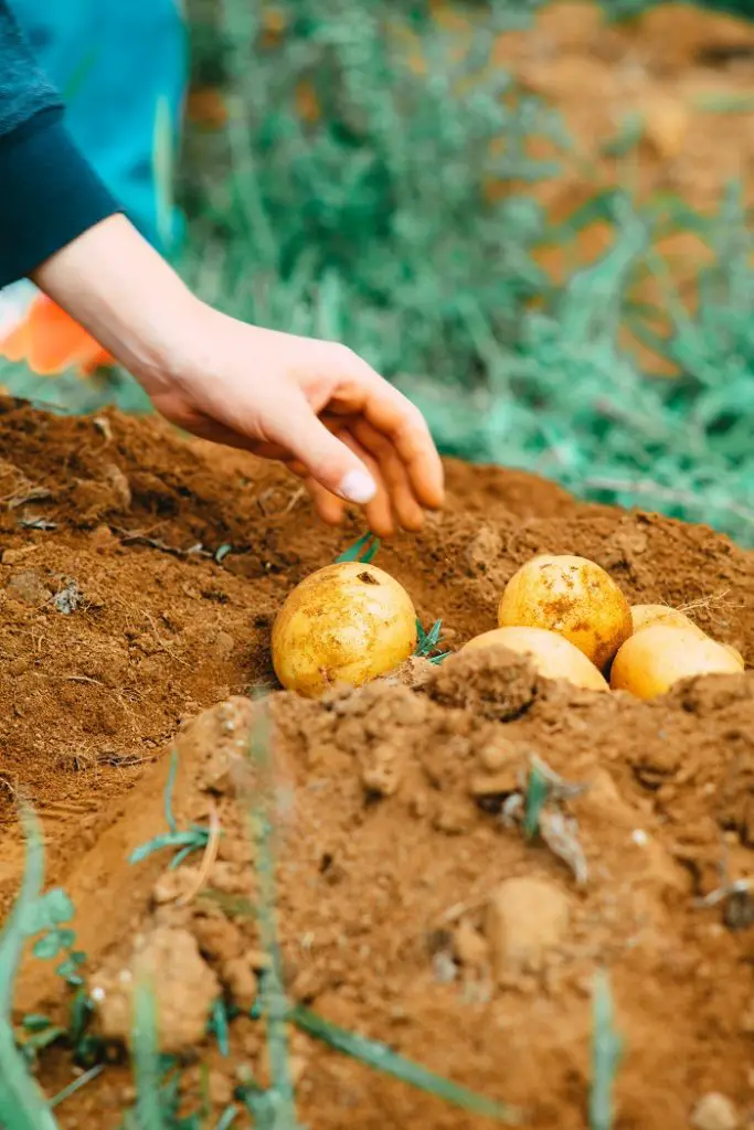 ramasser les pommes de terre avec une grelinette