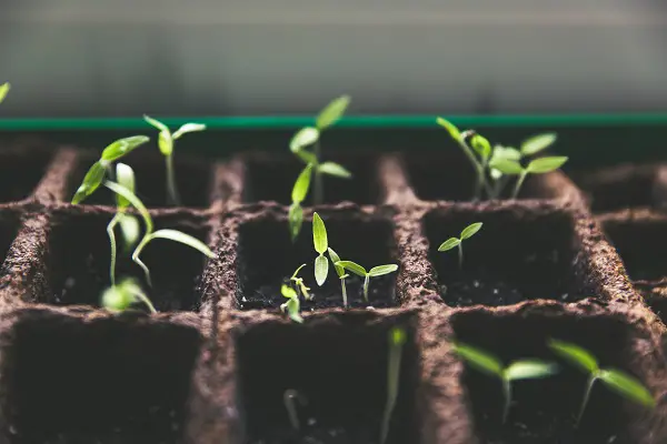 realiser ses propres semis pour son potager