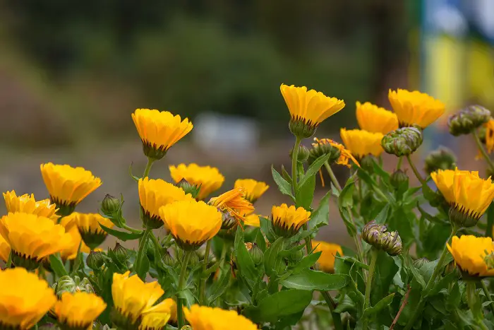 repousser les parasites du potager avec des calendula