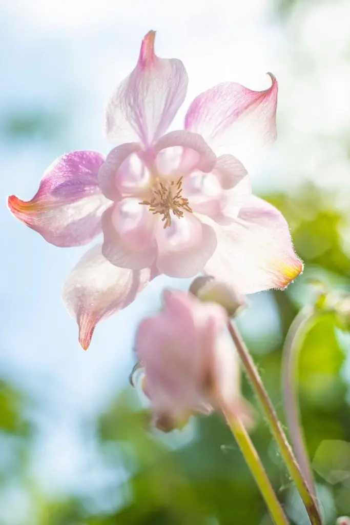 semer des ancolies dans son jardin