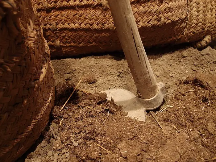 utiliser la houe pour labourer la terre du potager