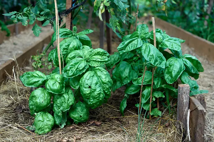 varier les plantations dans le potager pour proteger des maladies