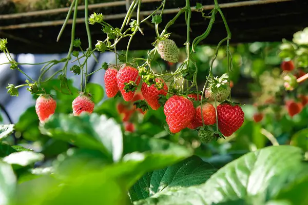 commencer les semis de fraises au mois de mars