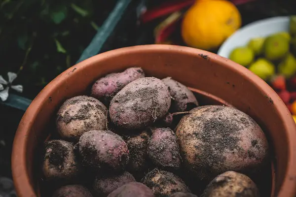 commencer son potager en mars avec des pommes de terre