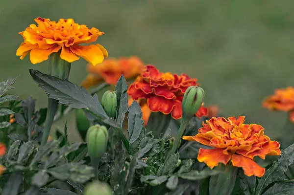 comment planter les oeillets d inde dans le potager