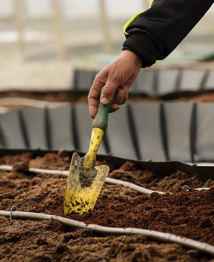 la truelle pour transplanter dans le potager