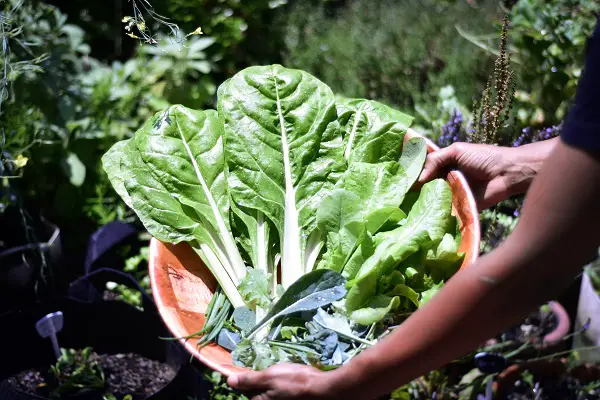 planter des blettes dans son potager en mars