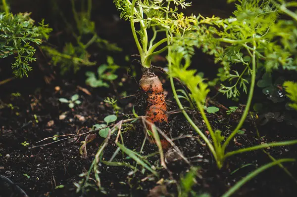 planter des carottes au mois de mars