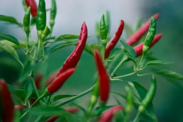 planter ou faire des semis de piment en mars