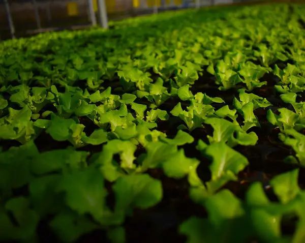 quand planter la salade en mars dans le potager