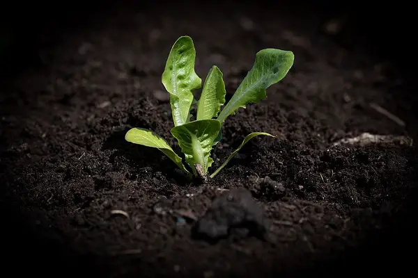 que planter dans son jardin potager en mars