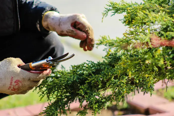 quel secateur choisir pour le potager