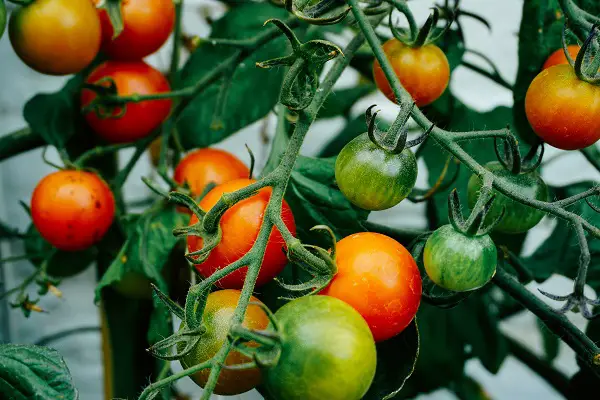 semer les tomates au mois de mars