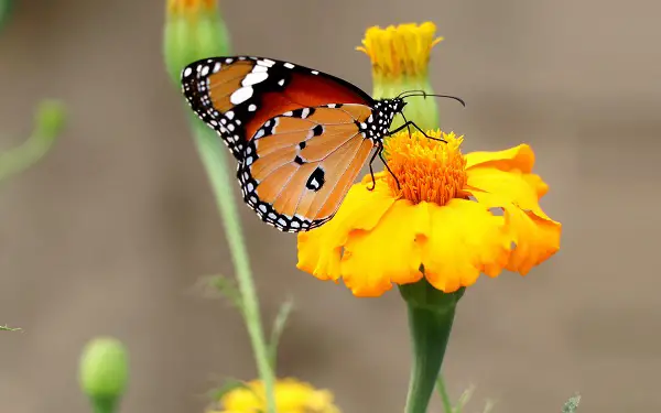 tagete tenuifolia oeillet d inde