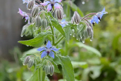 bourrache association dans le potager