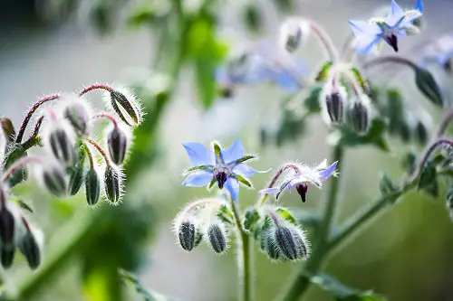 bourrache potager bienfaits et utilisation