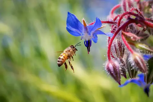 bourrache potager pollinisateur