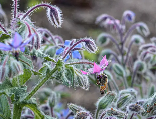 comment entretenir la bourrache officinale