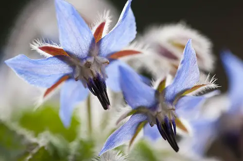 pourquoi mettre de la bourrache dans son potager