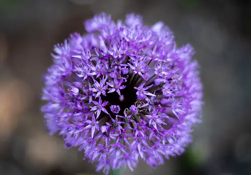 allium globemaster faire venir les abeilles