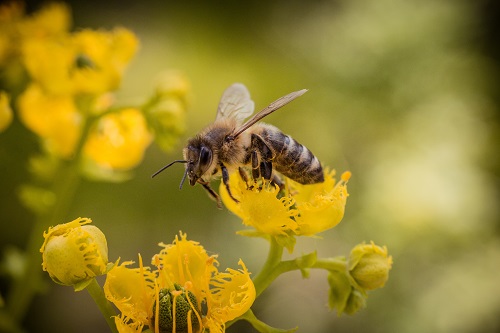 quelles fleurs planter pour attirer les abeilles