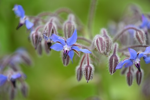 abeille potager bourrache officinale bleue