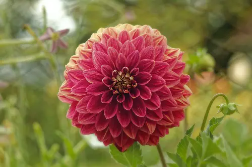 fleur zinnia pour les abeilles