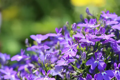 lobelie bleue attire les abeilles