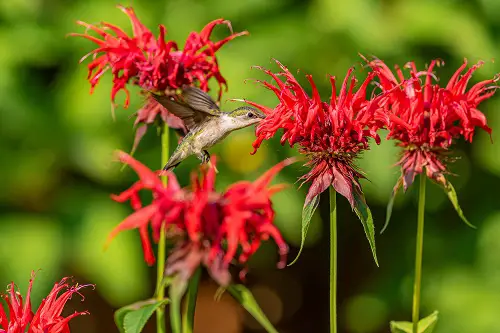 monarde ou melisse d abeille