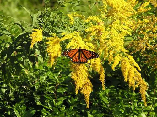 planter de la verge dor abeilles