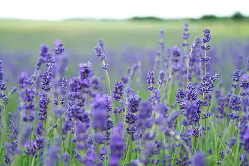 planter de la lavande pour les abeilles