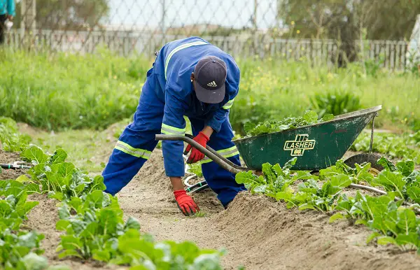 comment enlever les mauvaises herbes facilement