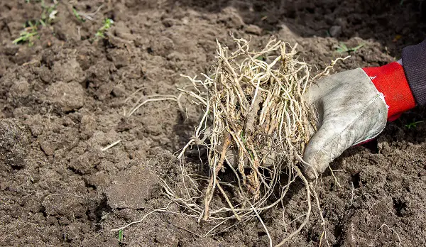 couvrir les mauvaises herbes pour desherber naturellement