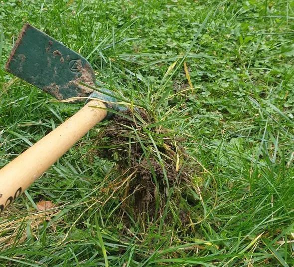 enlever les mauvaises herbes avec une serfouette