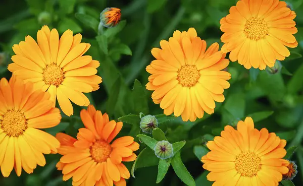 ou planter les calandula dans le potager