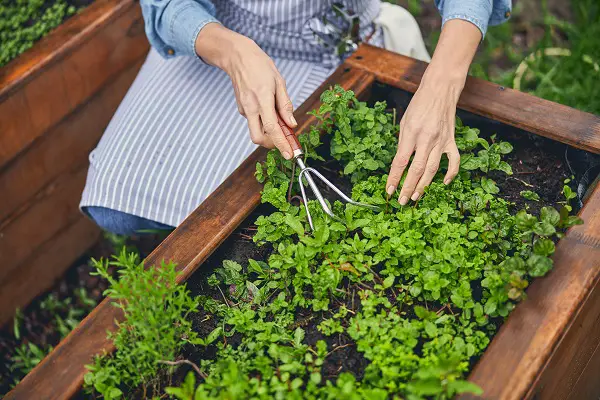 griffe de jardin comment choisir