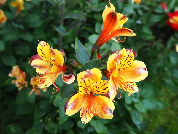 alstroemeria indian summer octobre automne